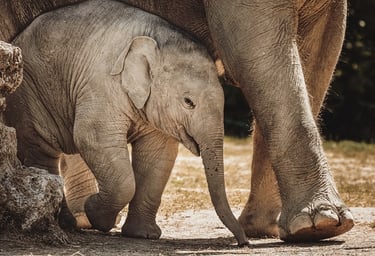Elefantes-en-bioparc