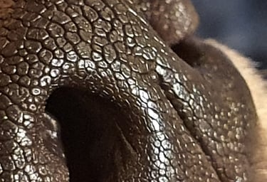 olfaction nosework flair détection recherche