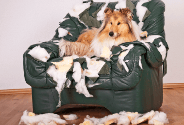 comportement canin destruction