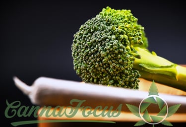 Feinste Cannabis Blüten, Premium Cannabis Buds auch als Blüten oder Knospen und ein Joint 