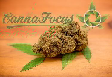 Diese Aufnahme setzt die Struktur und die reichen Farben der getrockneten Cannabis Blüte perfekt in Szene cannafocus.eu