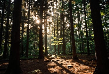 Warm evening sunlight glowing through the silhouettes of tall forest trees, creating long shadows on the forest floor, peaceful North American / US landscape.