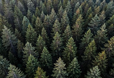 An aerial wide-angle shot of a vast North American evergreen forest canopy, misty morning air, cool tones of dark green and sage, modern and serene nature photography.