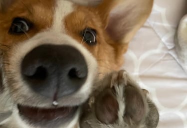 Corgi saludando con patita