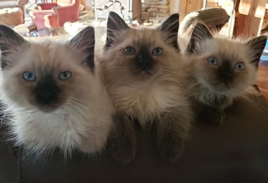 seal point ragdoll kitten seal point ragdoll cat blue eyed ragdoll cat