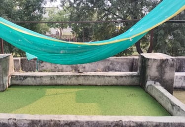 Azolla cultivation grow kit Animall Cow cattle Feed Rajasthan Farmers Bihar India