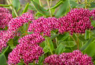 tombe fleur rose secheresse canicule résistante
