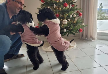 Schnauzers nains noirs dans leur doudoune