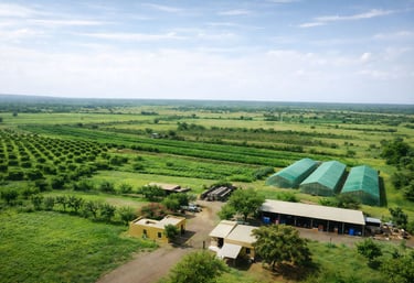 a farm with a large african field of crops and a green roof