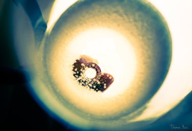 Abstraction Vinicole – Tourbillon de lumière au fond du verre, bulles en suspension
