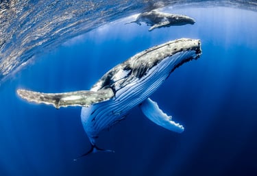 grey whale