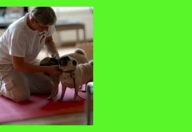 Tierheilpraktiker M.Sikorska mit zwei beigen Mopsen bei Vorführung 