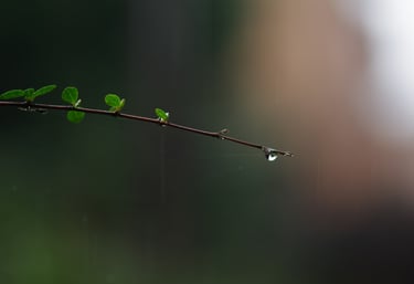 Se préparer au deuil et après, trouver des ressources à travers  le soutien 