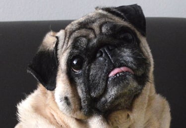 Uma cachorrinha pug com olhos de pidona