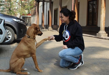 Evaluación de conducta canina