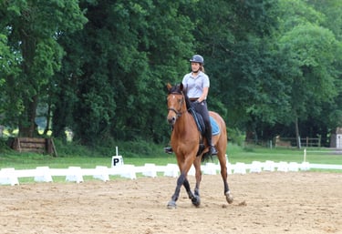 travail du cheval en carrière