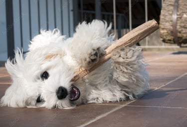 Maltese puppies in Houston Tx on patio enjoy play time with stick