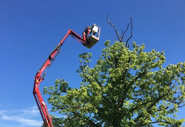 MEWP aerial pruning