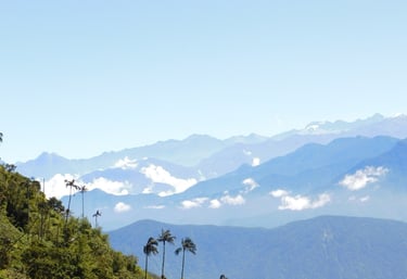 Palmeras endémicas de las zonas altas de la sierra