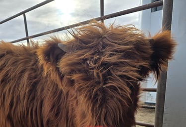 Purebred scottish highland cows