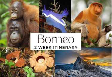 Borneo Itinerary 2 week adventure wildlife