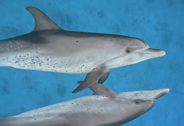 two dolphins swimming in the water with their heads turned to look like they are swimming