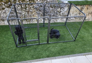 Apprentissage propreté chiots