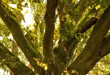 Vieil arbre