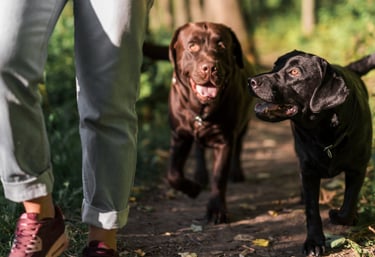  dog walking in Lynnwood washington seattle areas