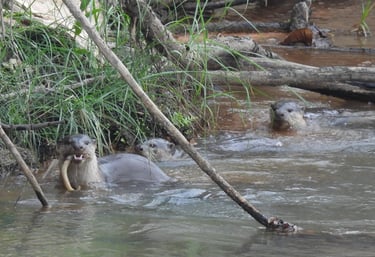 otters fishing in Bardiya