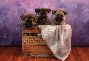 Norwegian Elkhound puppies in a box