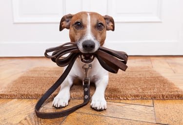 A dog holding a leash in its mouth