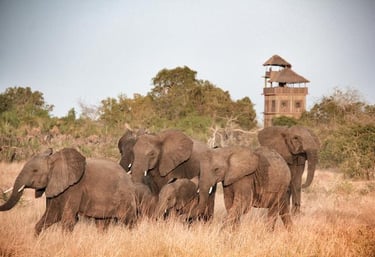 a herd of elephants walking through the grass