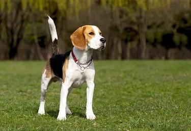 Beagle