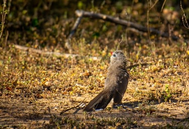 Birds in Kumana National Park on Wild Ceylon Safari Tour