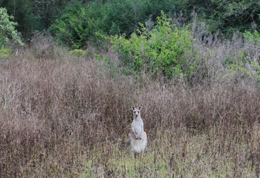 kangaroo Morissey NSW, Australia