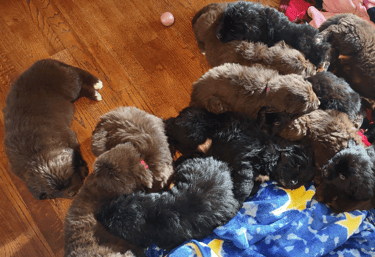 Newfoundland Puppies