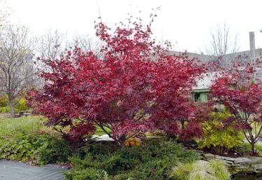 a red tree in a garden with a pond and a bench
