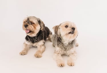 YORKSHIRE TERRIER