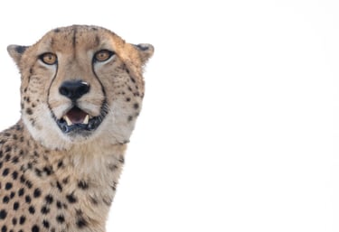 Cheetah portrait on white background
