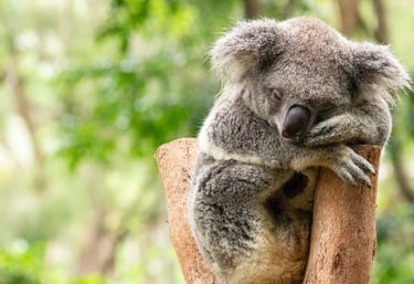 Zoo Animal