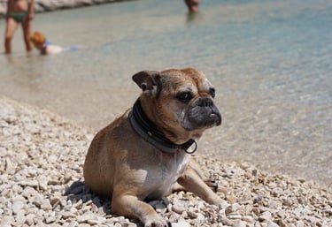 Hund Wilma am Strand