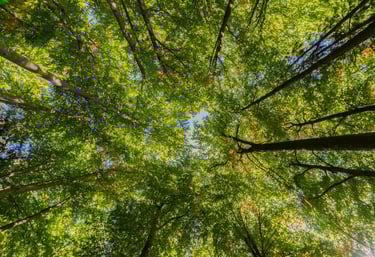 Arbre de vie