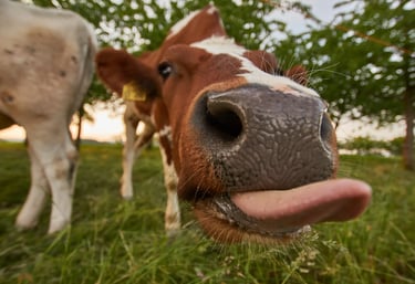 Health Vibes - LOL at goofy animals like this cow sticking his tongue out