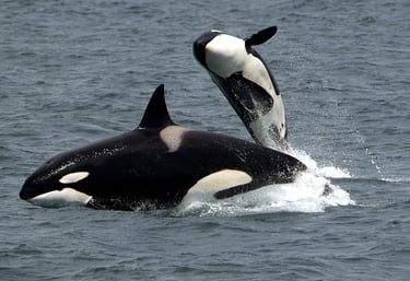 Whale