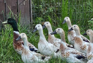 Small flock of welsh harlequin ducks standing in tall green grass