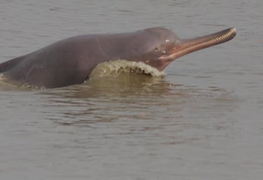 Ganges dolphin in the Mohana River