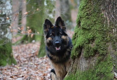 chien berger allemand Alençon