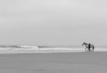 cheval en liberté à la plage