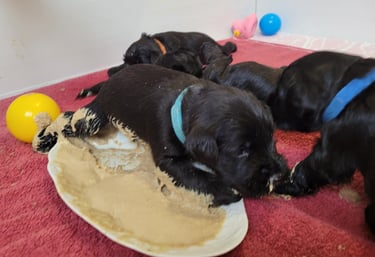 Chiot Schnauzer nain dans la bouillie